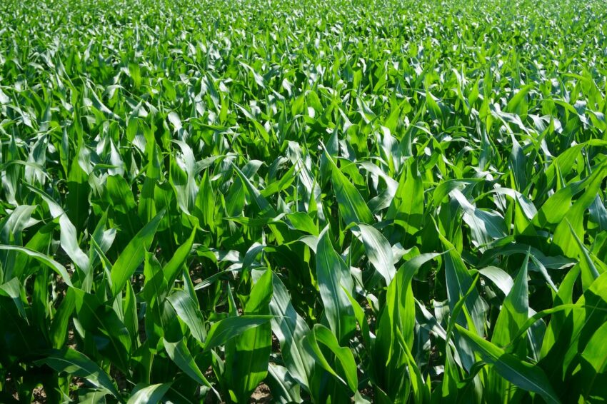 Producent superfosfatu – innowacyjność w rolnictwie